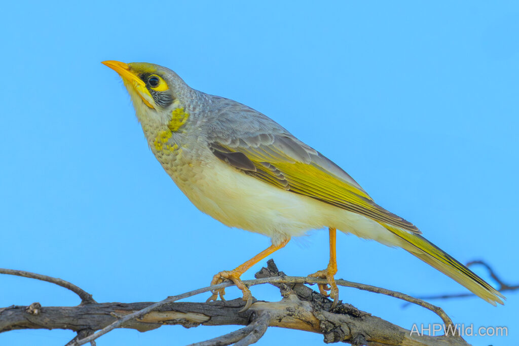 Yellow-throated Miner