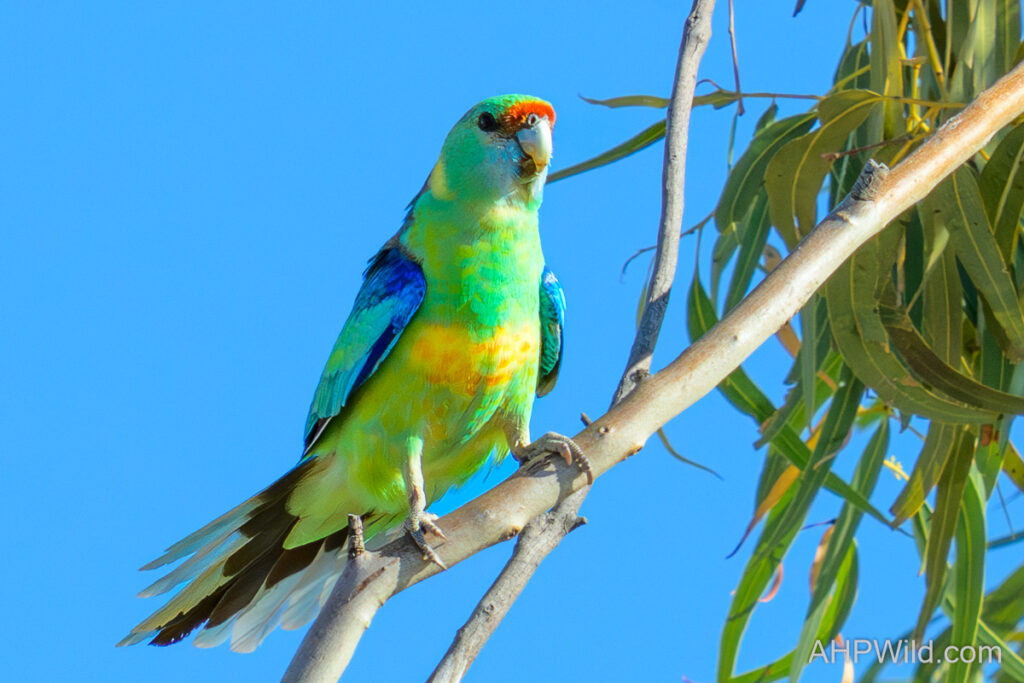 Australian Ringneck