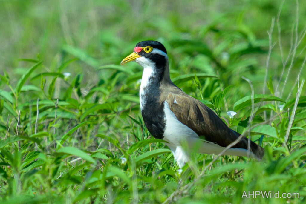 Banded Lapwing