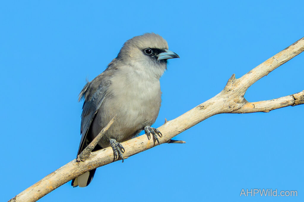 Black-faced Woodswallow