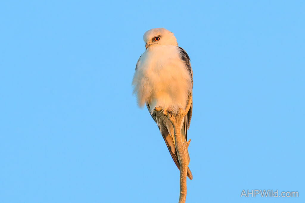 Black-shouldered Kite