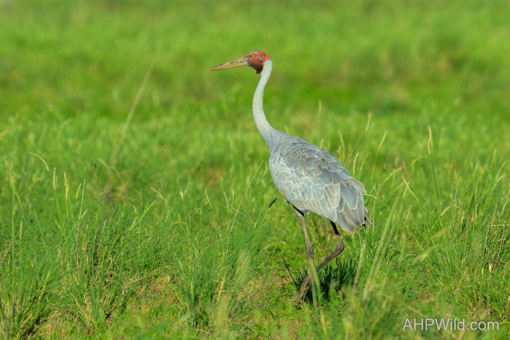 Brolga