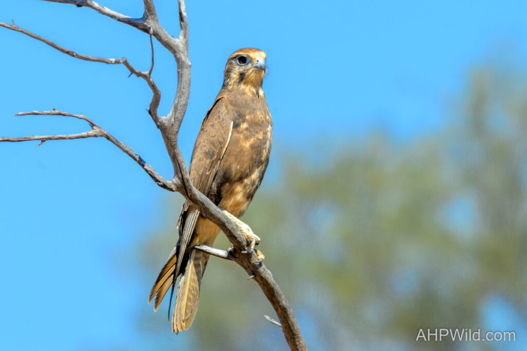 Brown Falcon