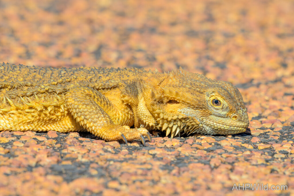 Central Bearded Dragon