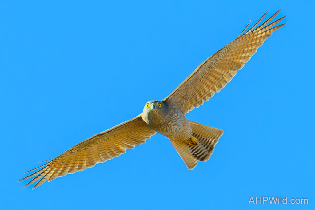 Collared Sparrowhawk