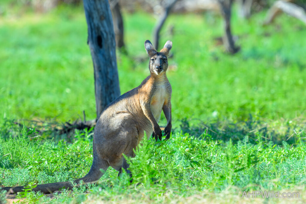 Common Wallaroo