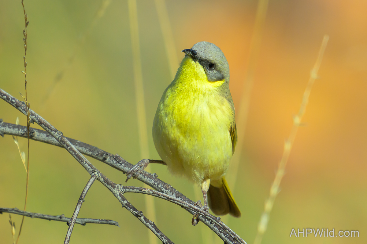 Grey-headed Honeyeater