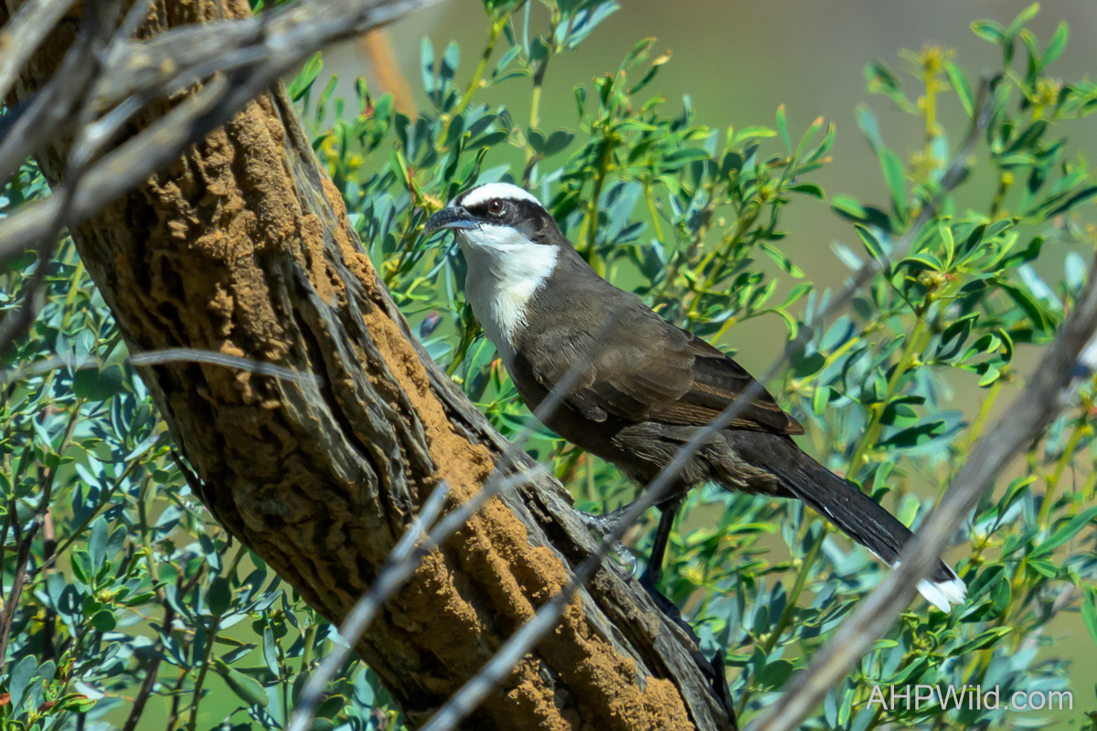 Hall's Babbler