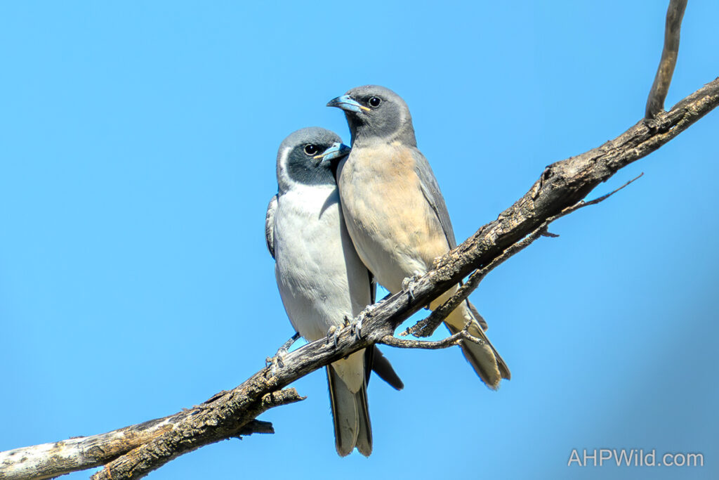 Masked Woodswallow