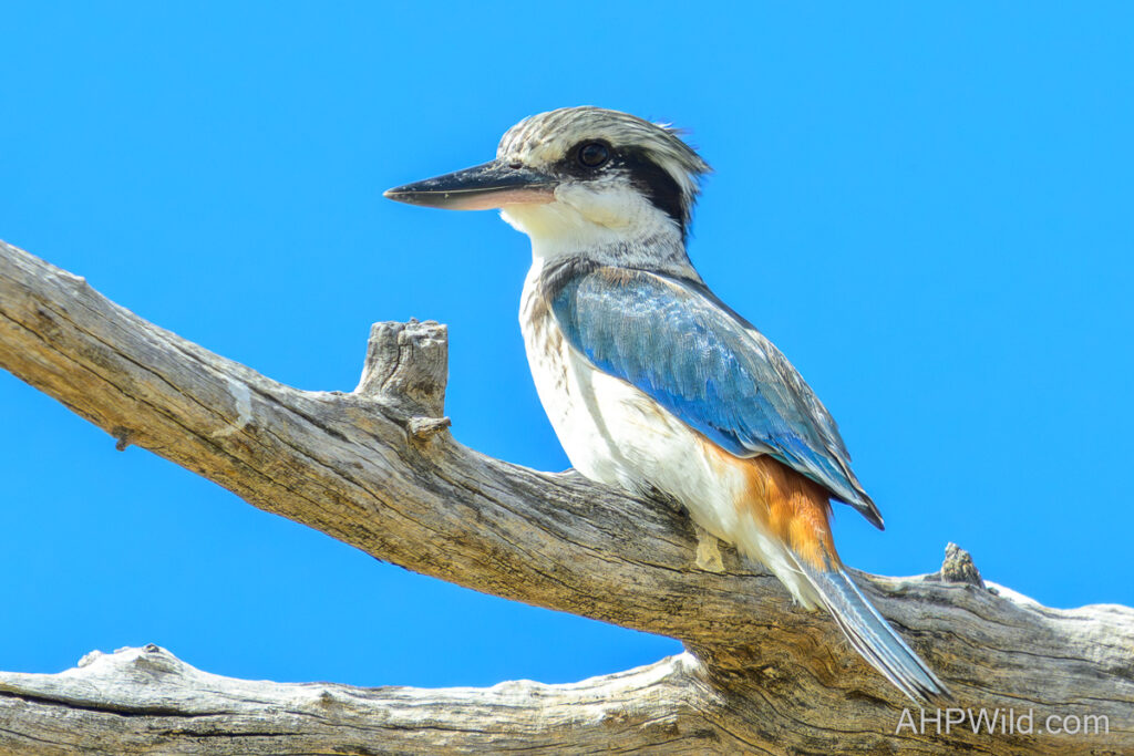 Red-backed Kingfisher