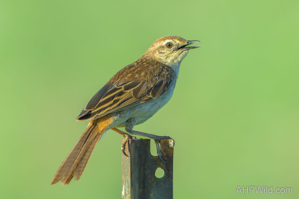 Rufous Songlark
