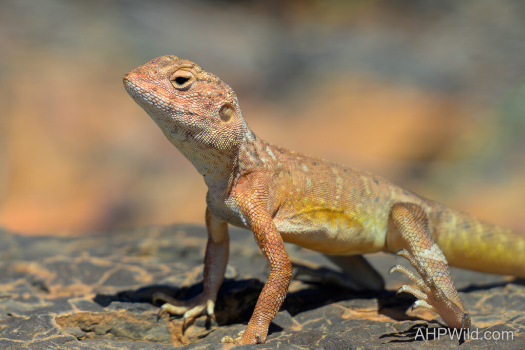 Slaters Ring Tailed Dragon