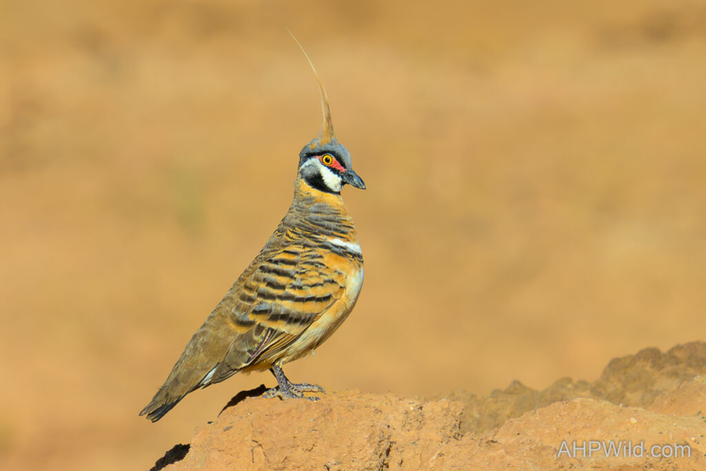 Spinifex Pigeon