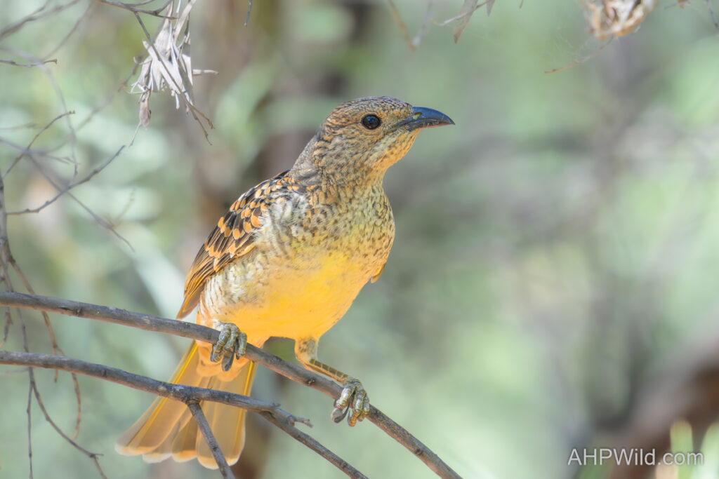 Spotted Bowerbird