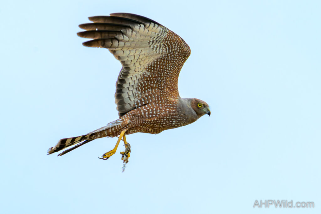 Spotted Harrier
