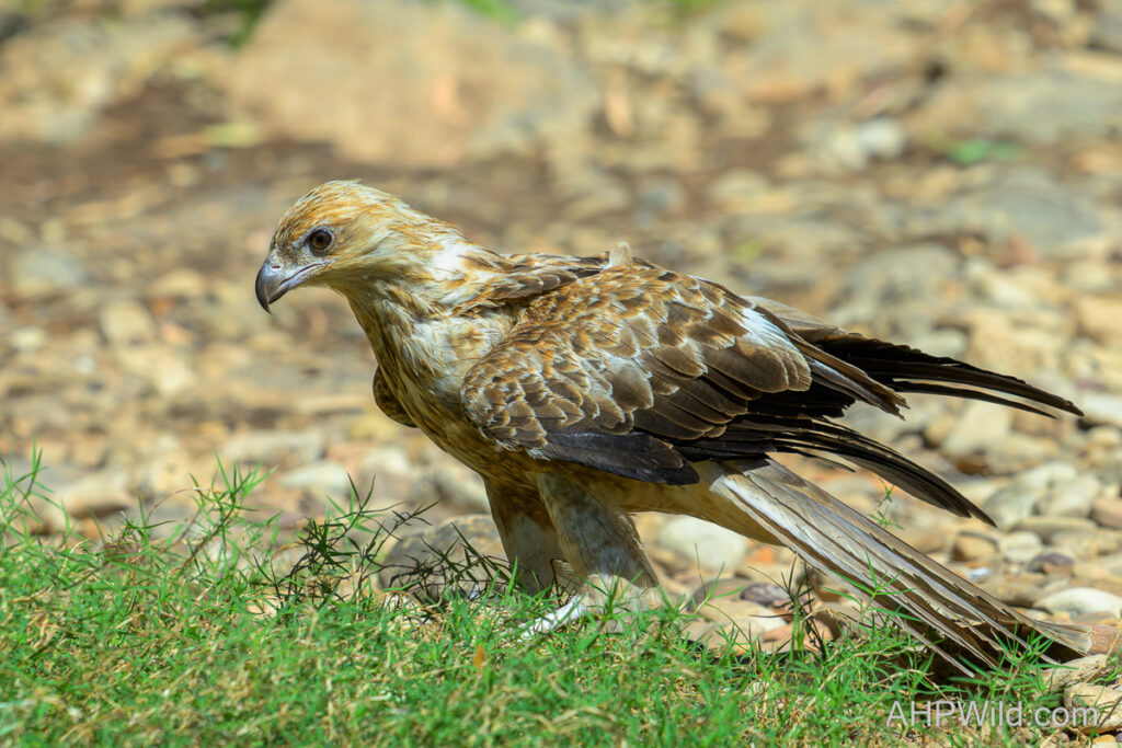 Whistling Kite
