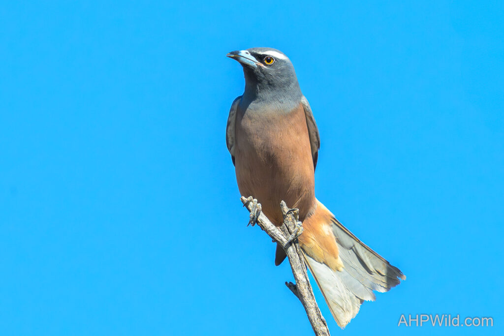 White-browed Woodswallow