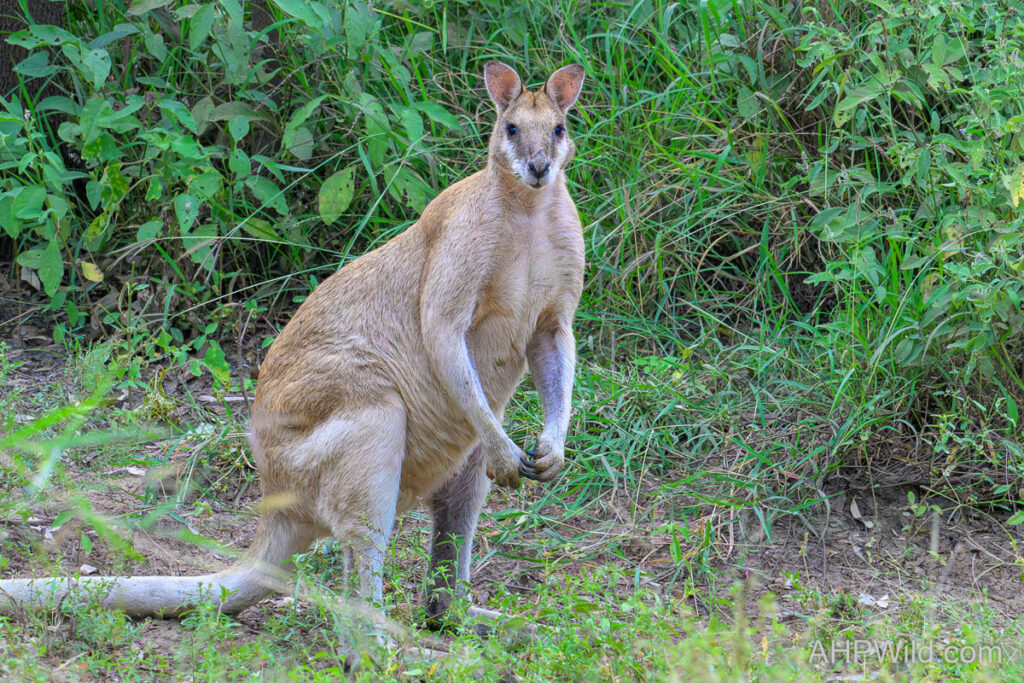 Agile Wallaby