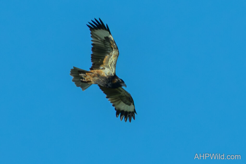 Black-breasted Buzzard