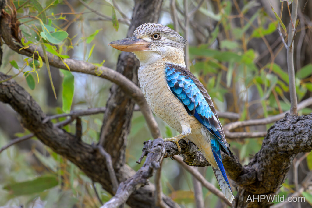 Blue-winged Kookaburra