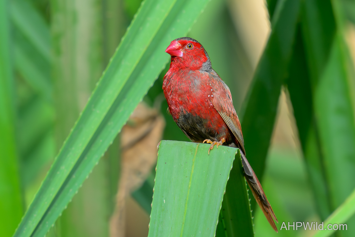 Crimson Finch