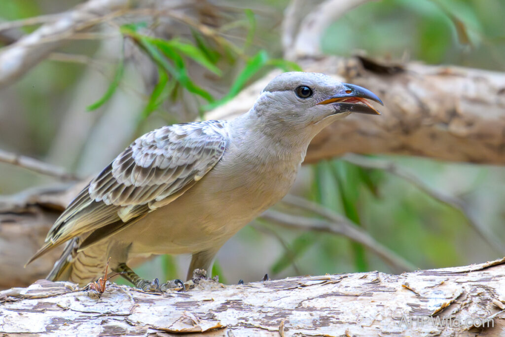 Great Bowerbird