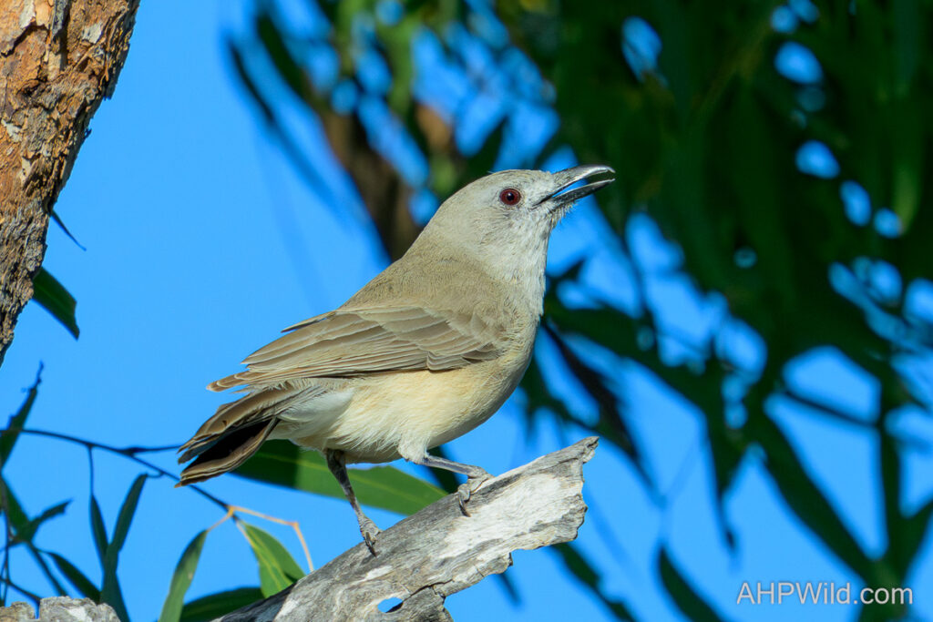 Grey Shrike-thrush