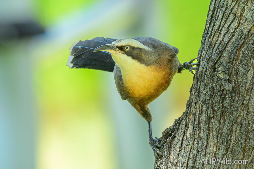 Grey-crowned Babbler