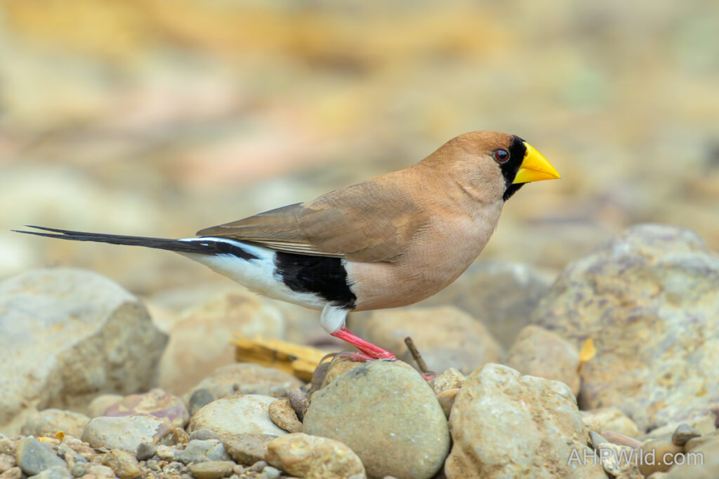 Masked Finch