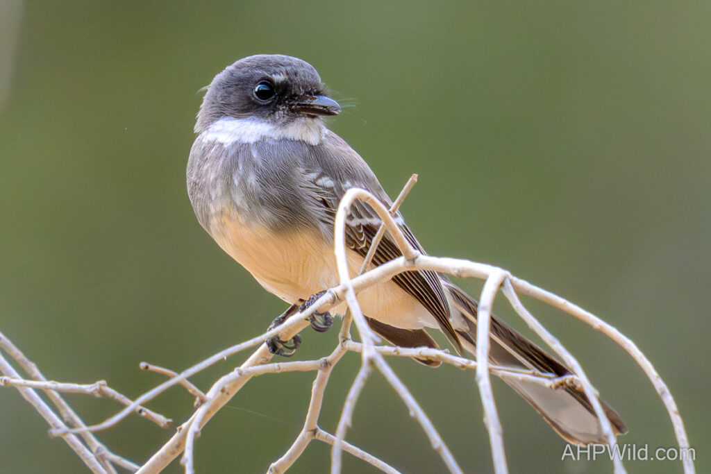 Northern Fantail