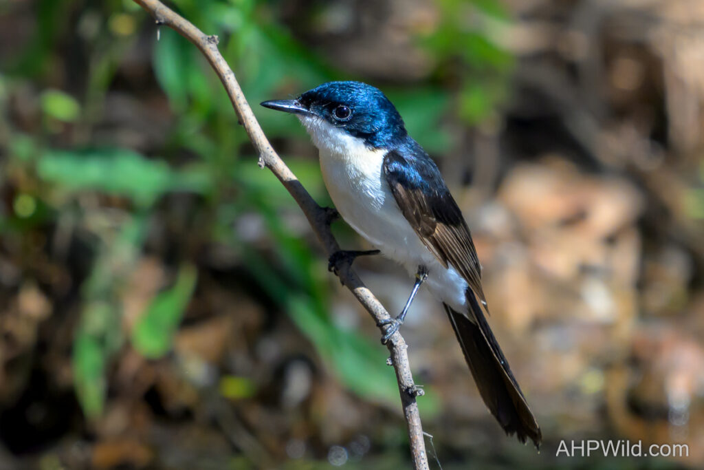 Paperbark Flycatcher