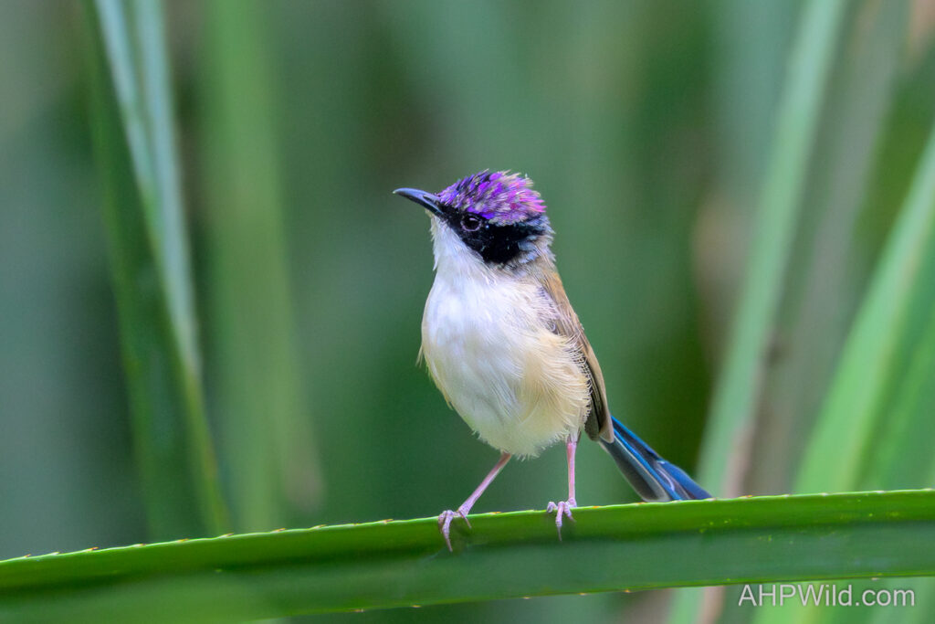 Purple-crowned Fairy-wren