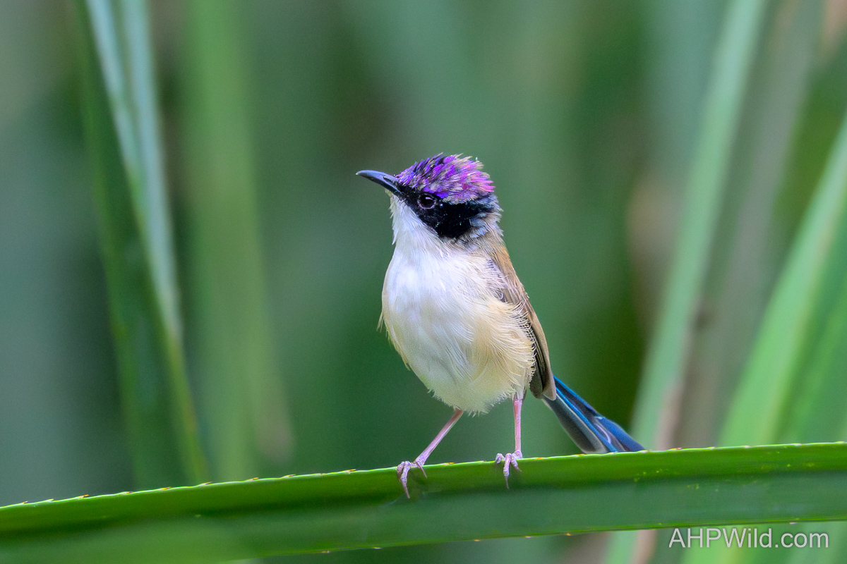 Purple-crowned Fairy-wren