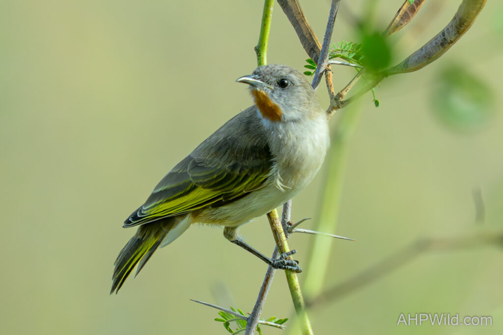 Rufous-throated Honeyeater