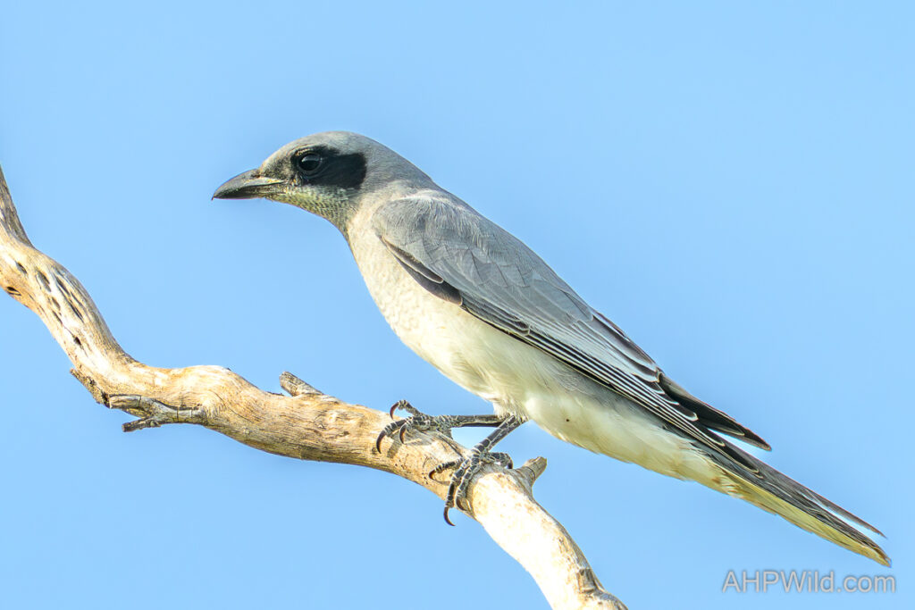 White-bellied Cuckoo-Shrike