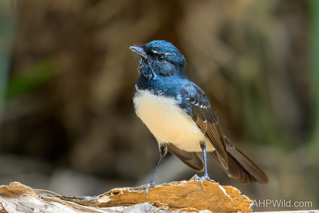 Willie Wagtail