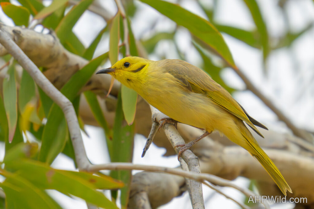 Yellow-tinted Honeyeater