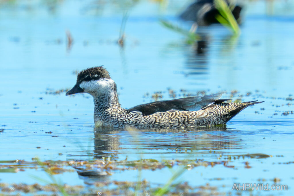 Green Pygmy-goose