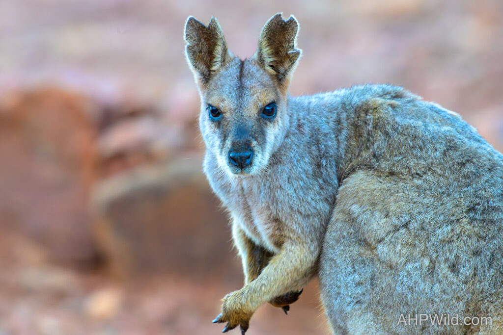 Purple-necked Rock-wallaby