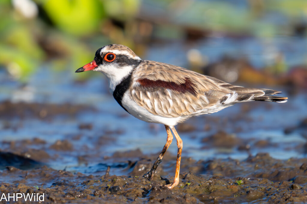 Black-fronted Dotterel