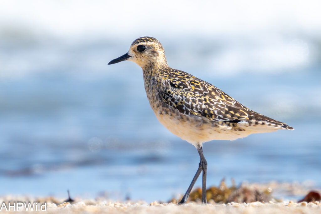 Pacific Golden Plover