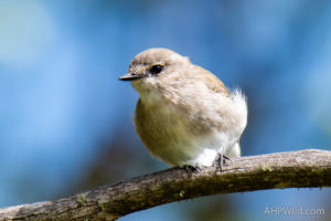 Jacky Winter