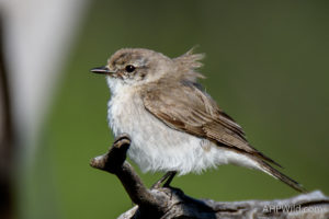 Jacky Winter