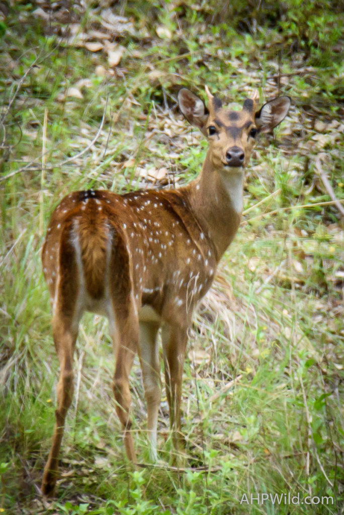 Chital Deer