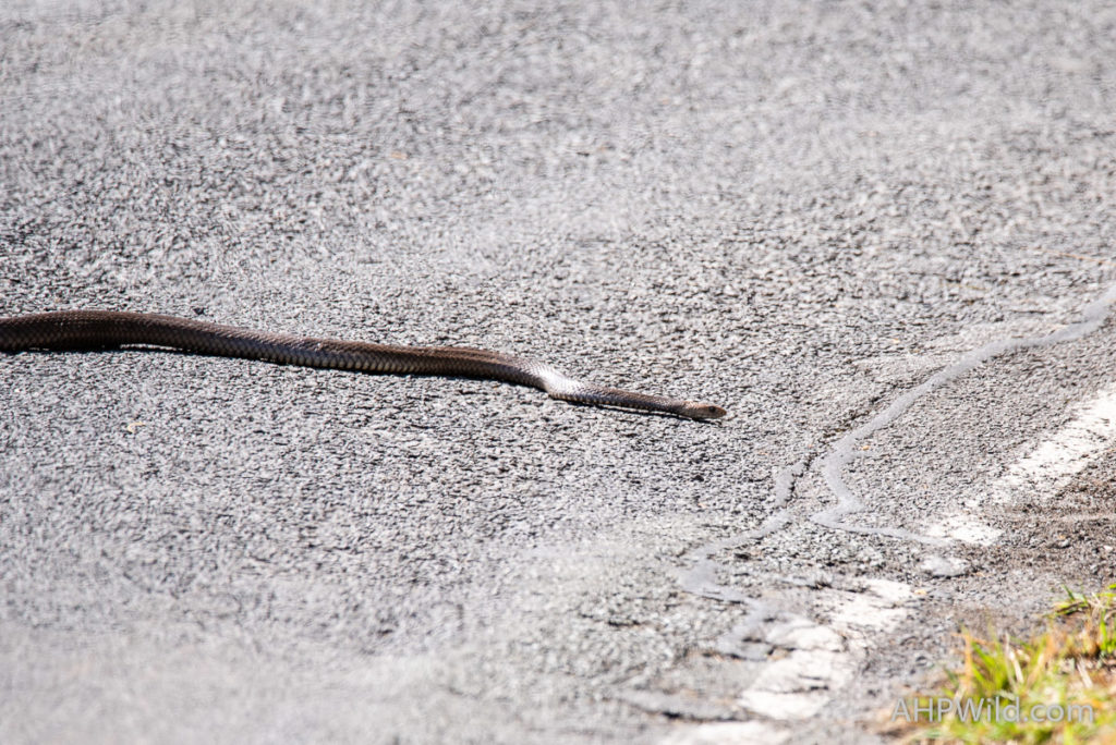 Eastern Brown Snake