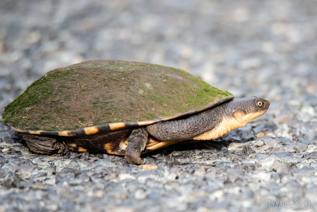 Eastern Long-necked Turtle