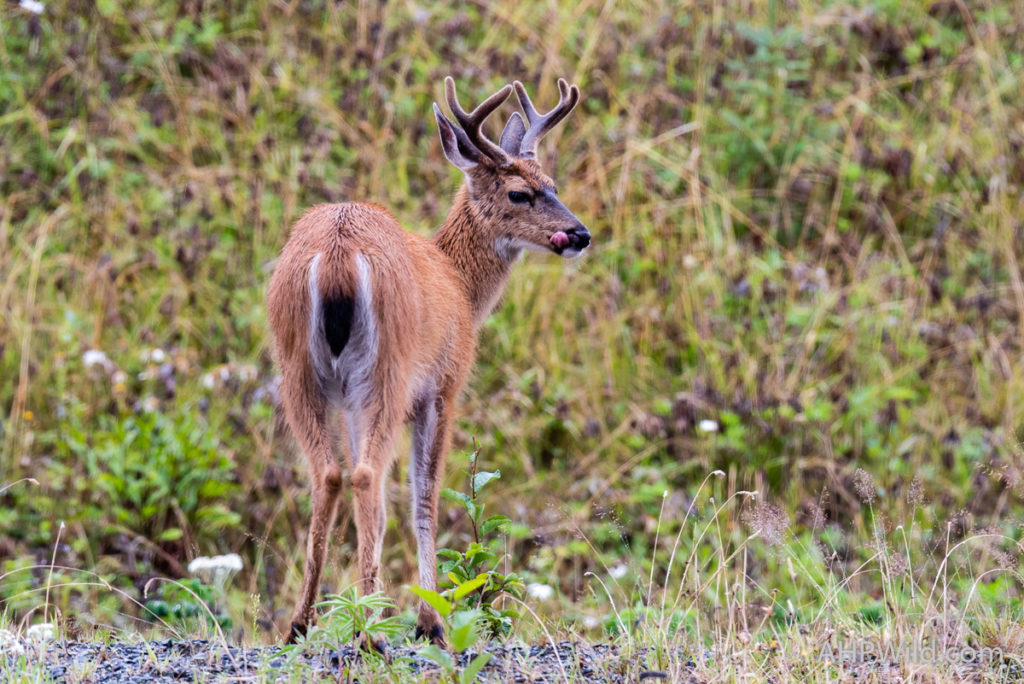 Columbian Black-tailed deer