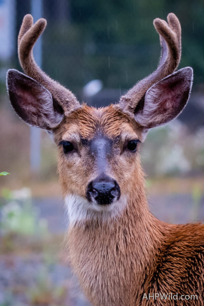 Columbian Black-tailed deer