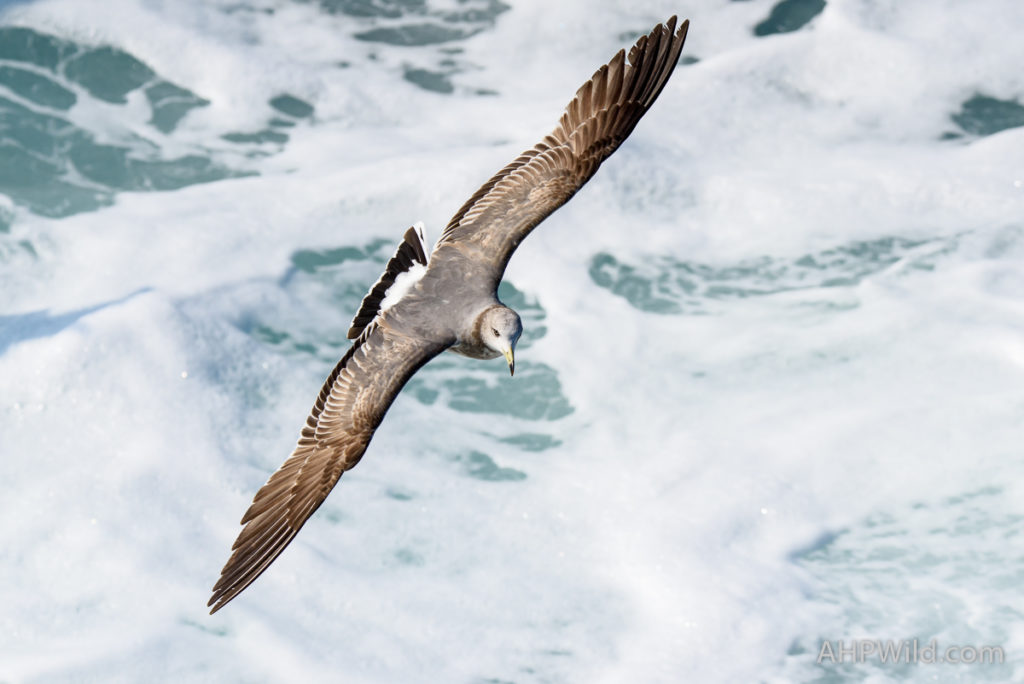 Black-tailed Gull
