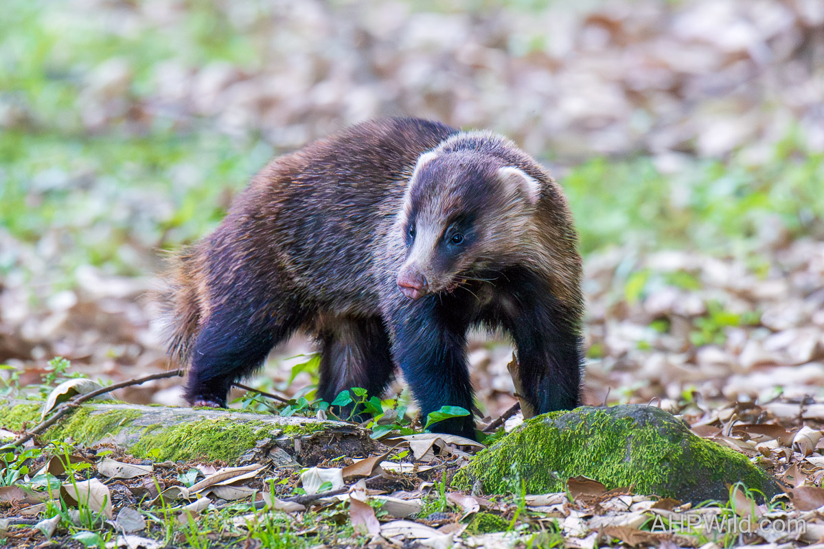 Japanese Badger